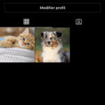 Compte insta sur les chien et chats 10,6k abonnés